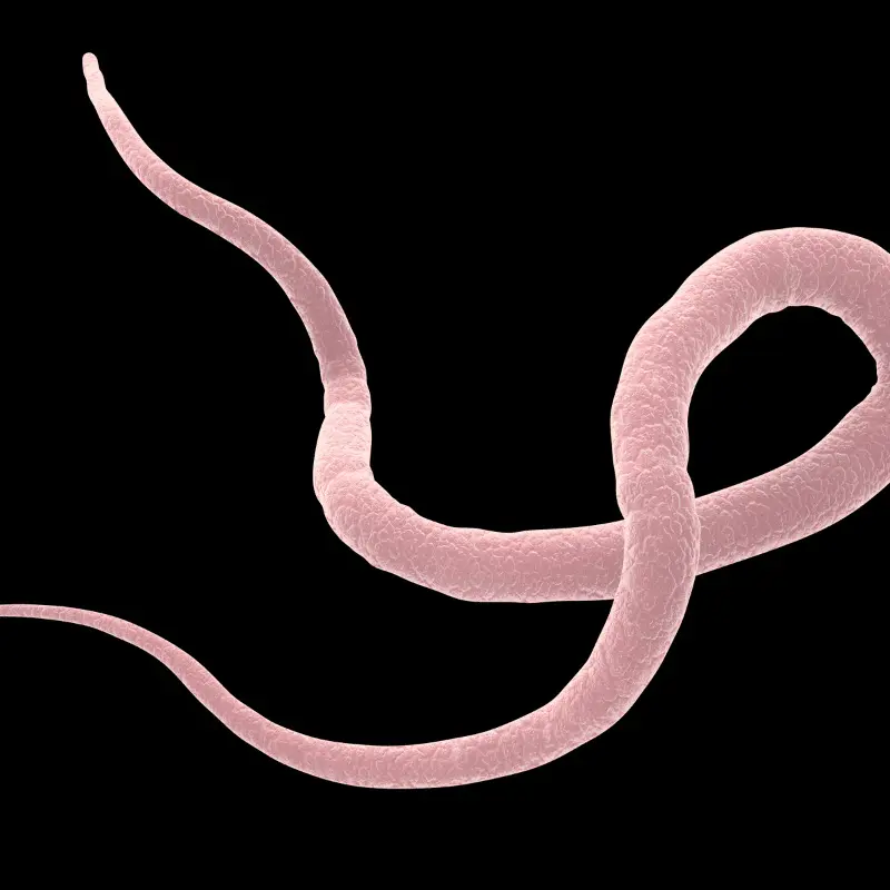 View of a parasitic worm under a microscope